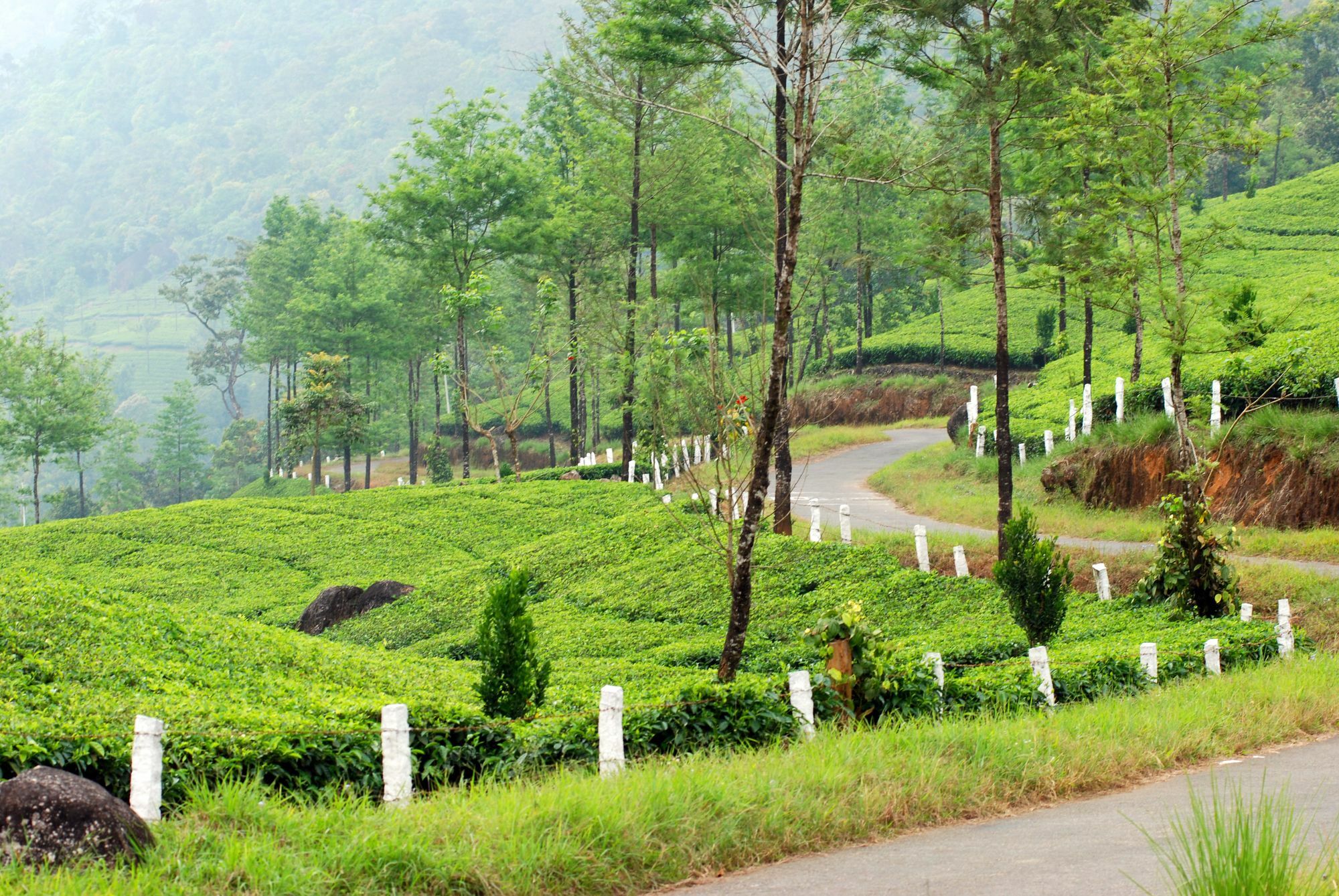 Deep Woods Resort Munnar Zewnętrze zdjęcie